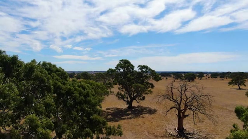 Clip 4 - Dunkeld Redgums